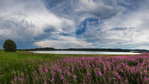 Panorama-Landschaftsfotografie im Waldviertel im Frühling mit einem blühenden Feld voller violetter Blumen im Vordergrund, einem weiten See und dramatischer Wolkenstimmung am Himmel.