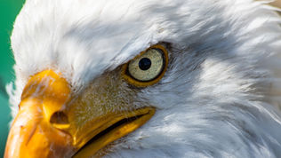 Professionelle Fotoausrüstung vs. Handykamera: Die entscheidenden Unterschiede in der Greifvogelfotografie