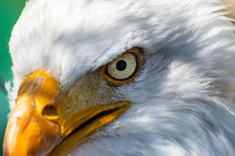 Professionelle Fotoausrüstung vs. Handykamera: Die entscheidenden Unterschiede in der Greifvogelfotografie