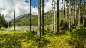 Fichtenstämme auf maigrünem Waldboden mit Blick auf den Ingeringsee