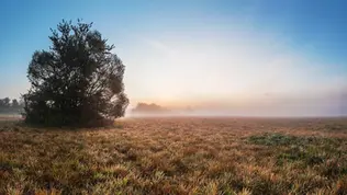 Sonnenaufgang über einer Wiese mit sanftem Bodennebel und einem freistehenden Baum im warmen Morgenlicht.