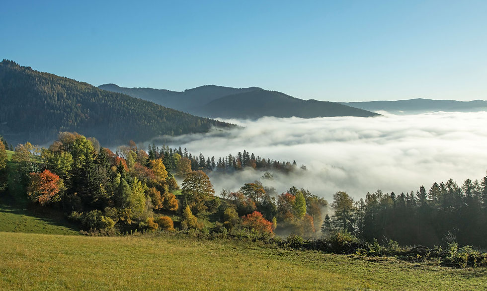 Blick von einer bunten Herbstwiese auf eine dichte Nebeldecke im Tal unter strahlend blauem Himmel.