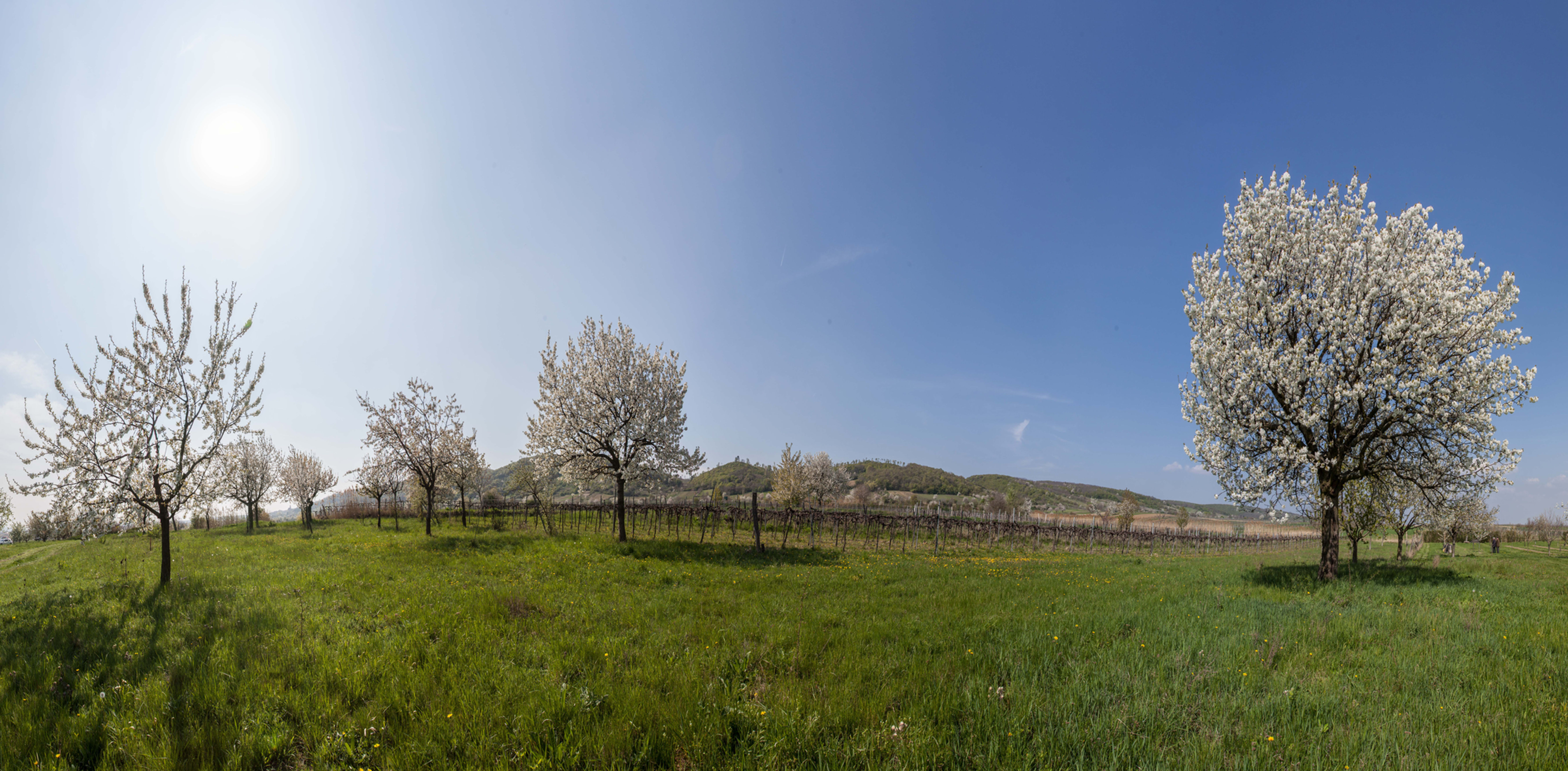 Donnerskirchen (11410x5841px)