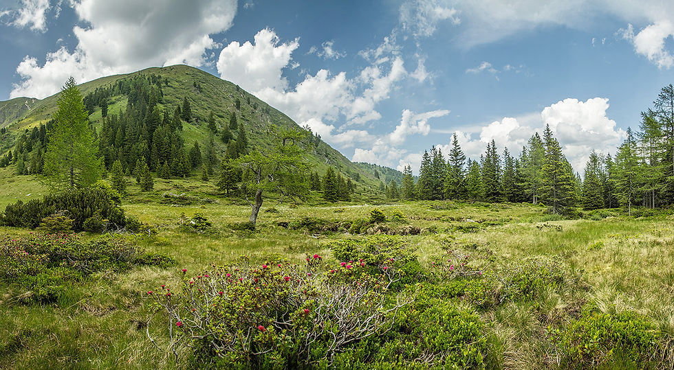 Die Scheibelalm in all ihren Grüntönen