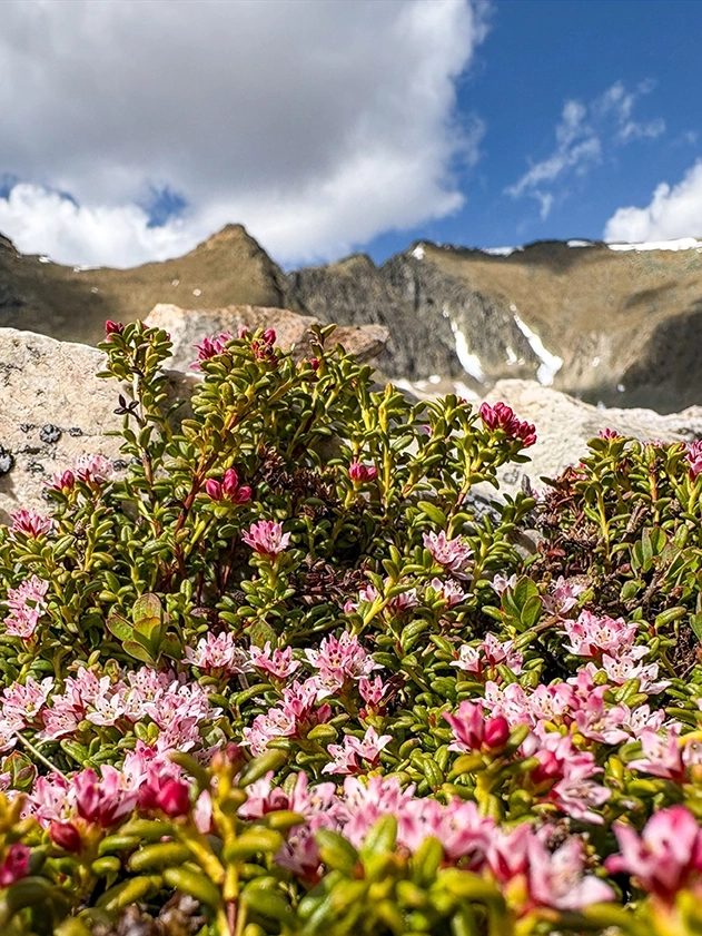 Eine Nahaufnahme von blühenden rosa Alpenblumen, die zwischen Felsen wachsen, mit dramatischen Berggipfeln im Hintergrund.
