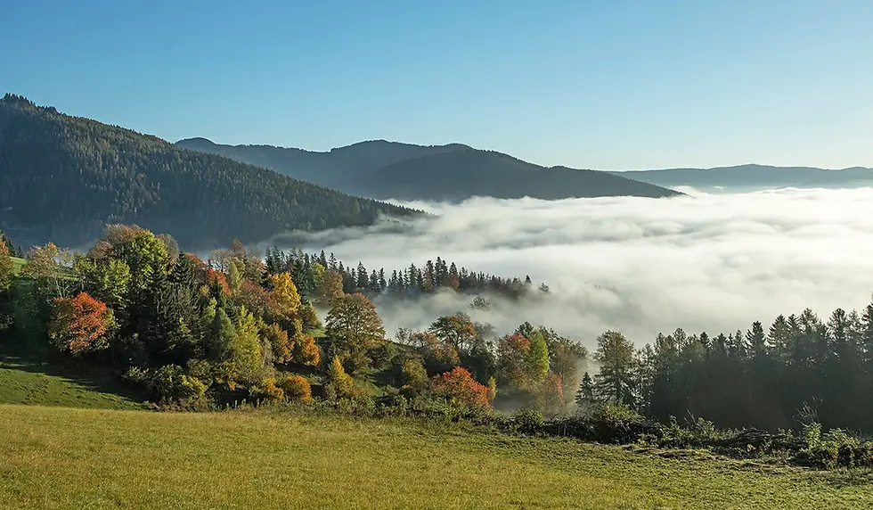 Blick von einer bunten Herbstwiese auf eine dichte Nebeldecke im Tal unter strahlend blauem Himmel.