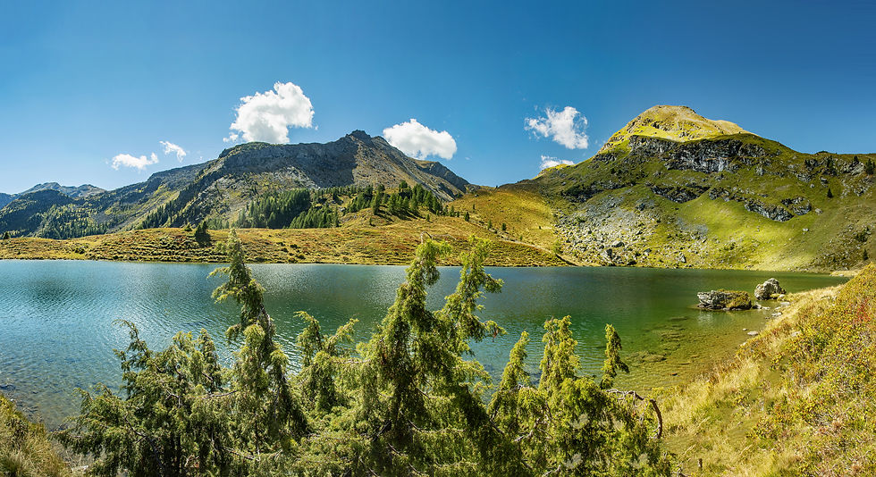 Alpen-Wacholder am Ufer des Tiefenbachsees im Salzburger Lungau.