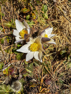 Frühblüher in den Osttiroler Bergen – ein Zeichen des Frühlings