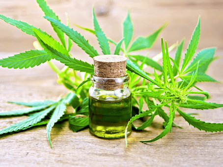 PSD avança na próxima legislatura com proposta de legalização da cannabis para fins recreativos