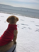 puppy on the beach.jpeg