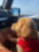 puppy in the car.jpeg