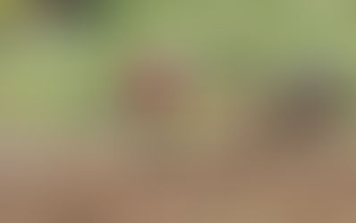 Percepat pelaksanaan langkah bantu pesawah, pengusaha jentera padi - AMK Kedah