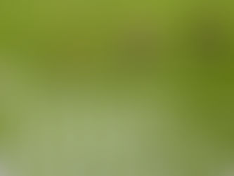 MADA beri jaminan bekalan benih padi mencukupi