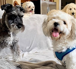 Overnight Stay at our Paw-Ty House