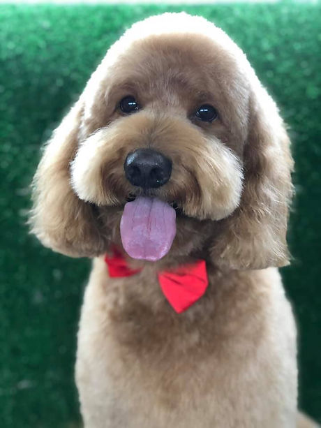 Golden Doodle Groomer