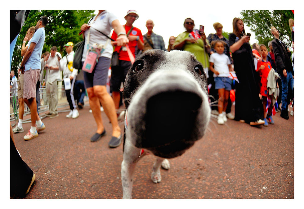 A curious black and white dog sniffs the camera in a crowded outdoor setting. People of various ages stand in the background, some using phones.