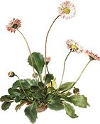 daisy .png