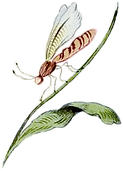 wasp.png