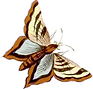Butterfly.png