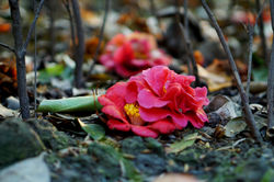 Fallen flowers