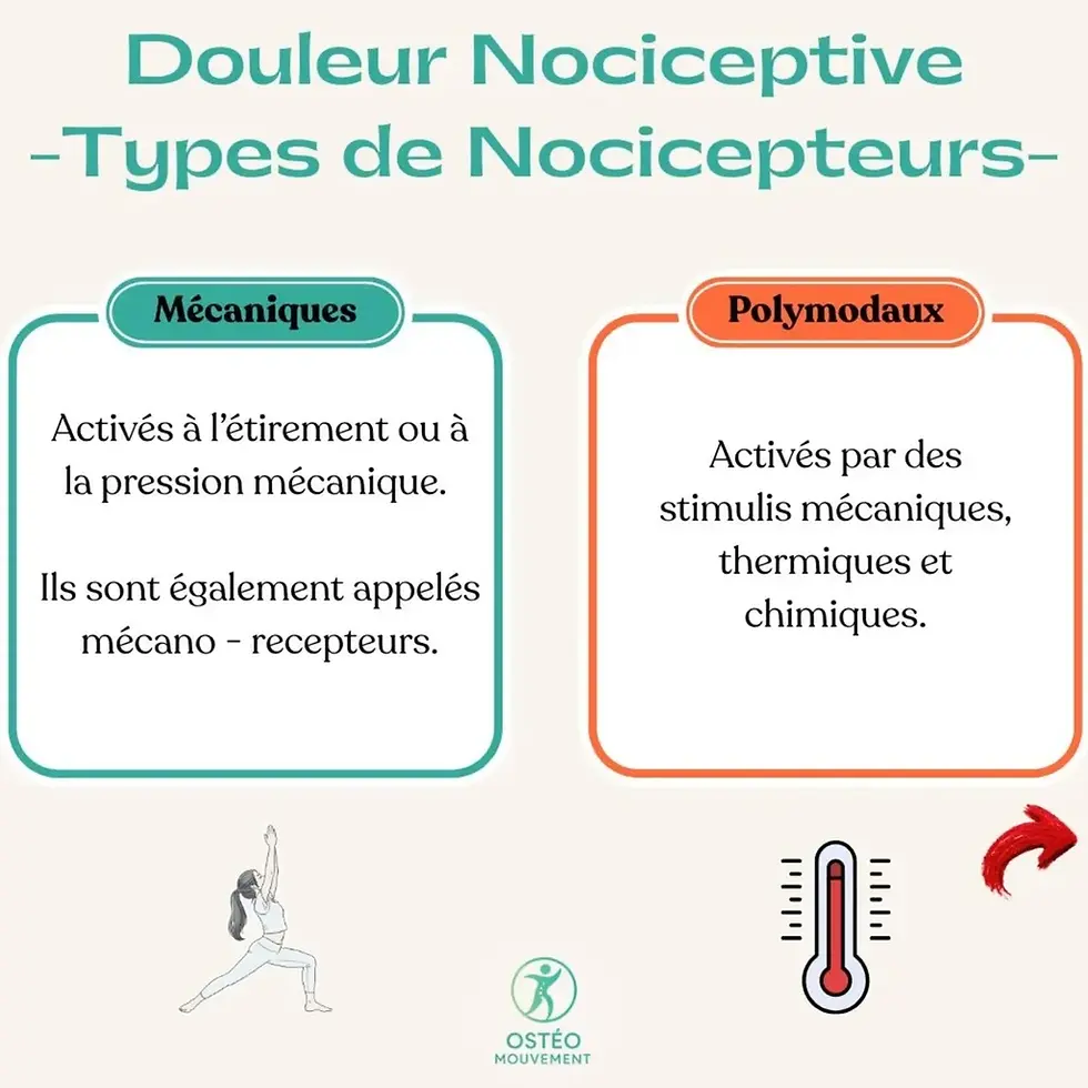 Types de nocicepteurs : mécaniques et polymodaux, avec texte explicatif. Image inclut un thermomètre, flèche rouge et silhouette de personne en yoga.