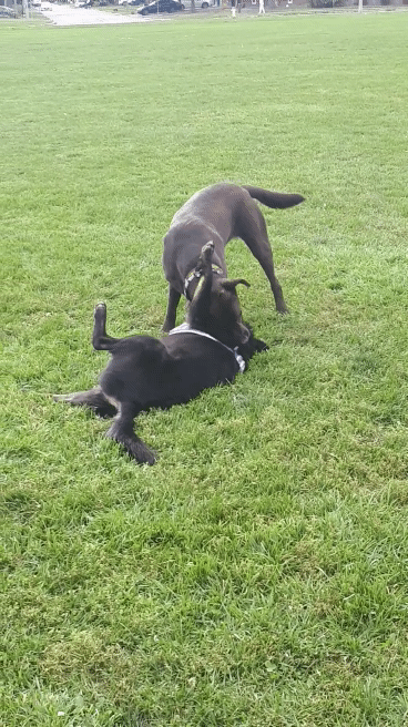 Two dogs playing; Chocolate lab wrestles black dog.