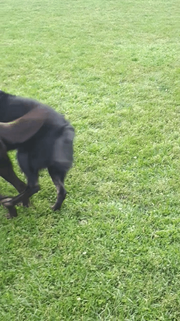 Two dogs playing; Black dog wrestles the chocolate lab