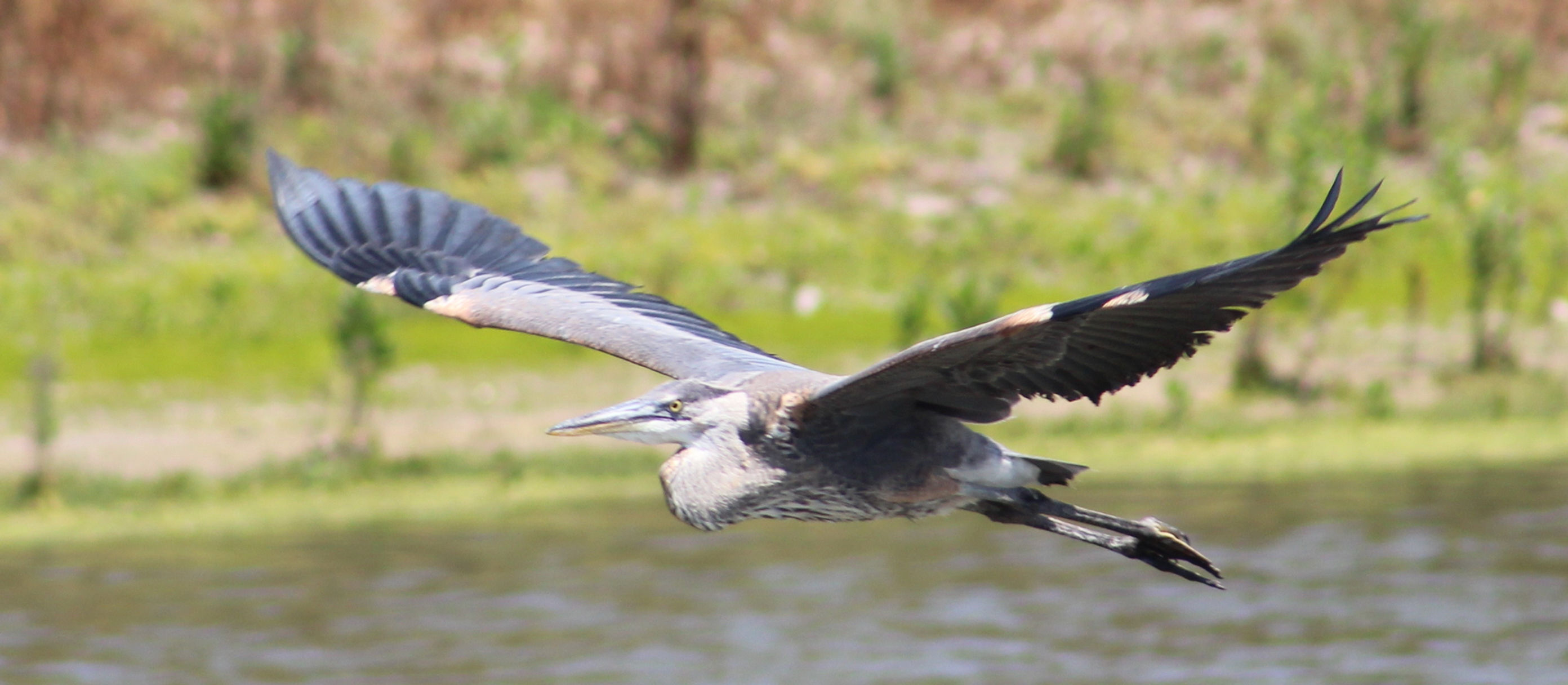 Great Blue Heron at San Juaquin Marsh and Wildlife Sanctuary, Irvine, CA