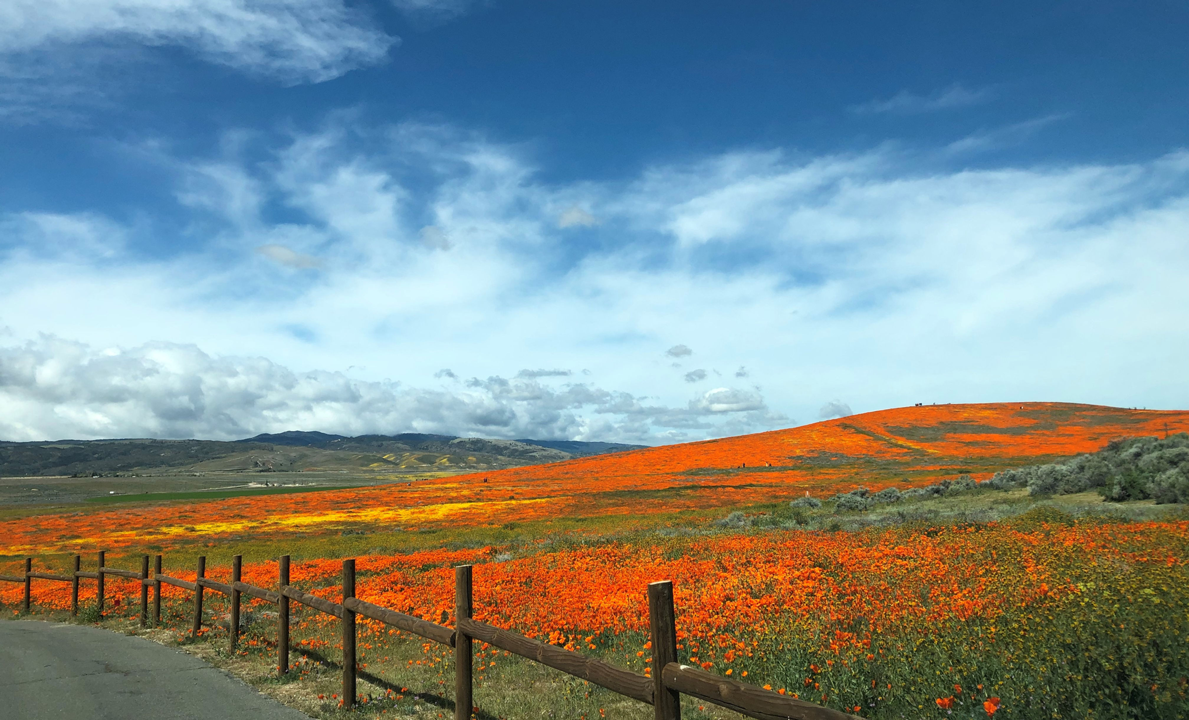 Brilliant Poppies in Antelope Valley California Poppy Reserve