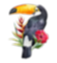 Toucan
