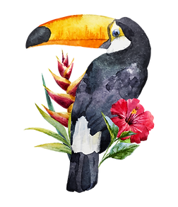 Toucan
