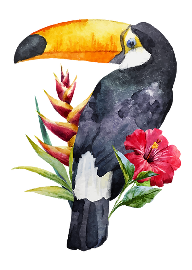 Toucan