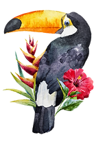 Toucan