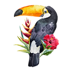 Toucan