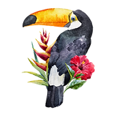 Toucan