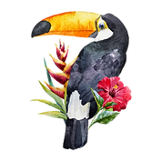 Toucan