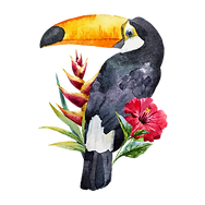 Toucan