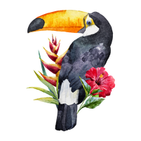 Tucán