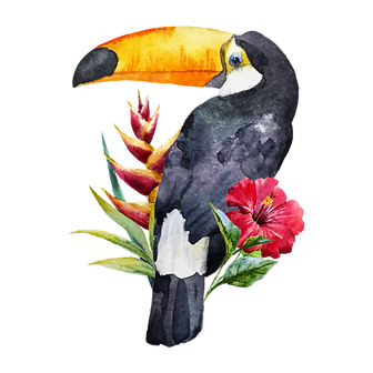 tucano