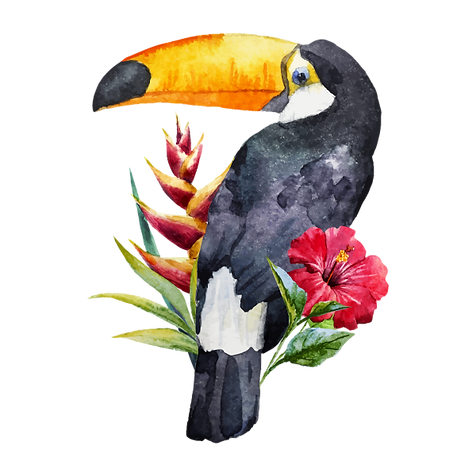 Toucan
