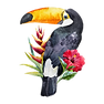 Tucán
