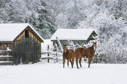Horses in Winter