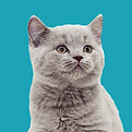grey cat