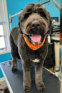 dog bernadoodle