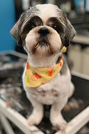 dog shih tzu
