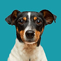 jack russle