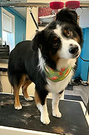 Dog austrailian shephard