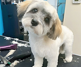 dog shih tzu