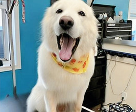 dog maremma