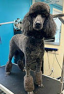 Dog poodle